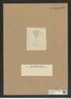 Coscinodiscus moravicus Grun. (de-Toni-Nr.: Genus 202, Species 5051) Zeichnungen Sammlung Grunow Nr. 8796 (NHMW-BOT-W0378400)